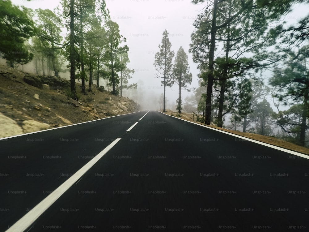 Fernstraße am Berg mit Kiefernwald und Nebelwolken davor und grauem klaren Himmel - Bodenaussicht mit schwarzem Asphalt und weißen Linien - Fahr- und Reisekonzept