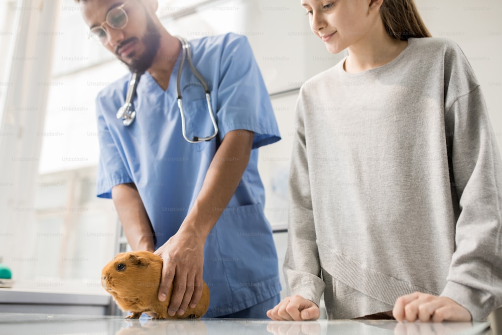 Little girl and young professional veterinarian in uniform looking at brown guinea pig on table during visit to clinics