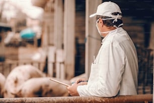 Veterinarian in white coat, hat and protective mask on face holding clipboard and checking on pigs while standing in cote.
