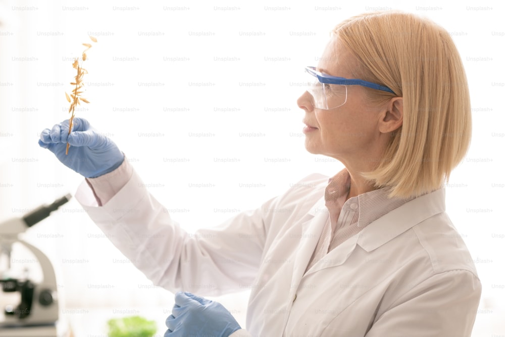 保護ゴーグルとゴム手袋をはめた魅力的な成熟した女性が、実験室で植物を育てながらライ麦を調べる