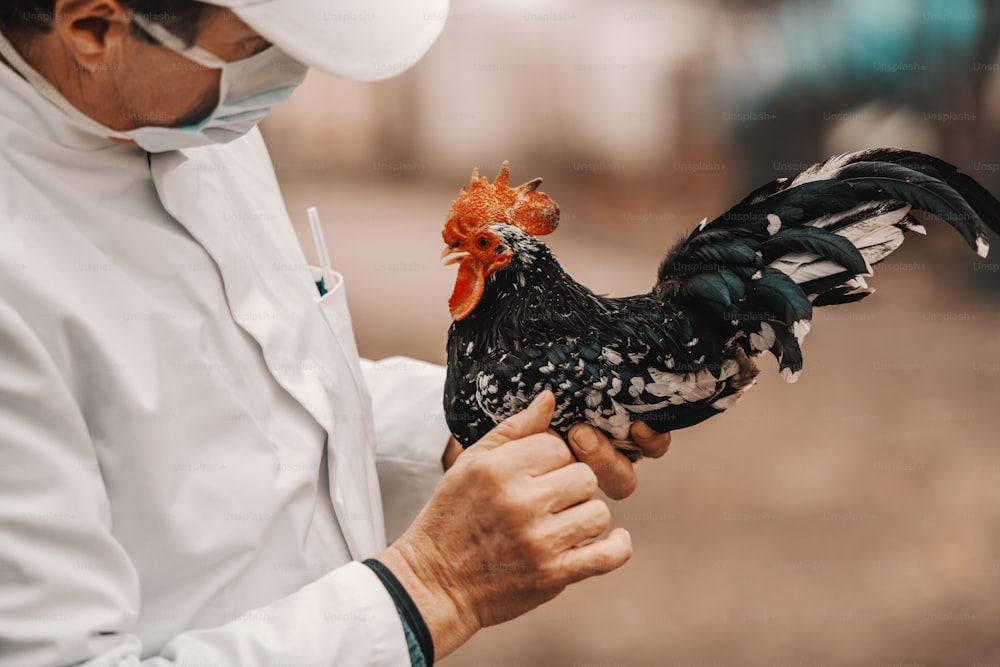 Close up of veterinarian in white uniform examining rooster. Rural exterior.