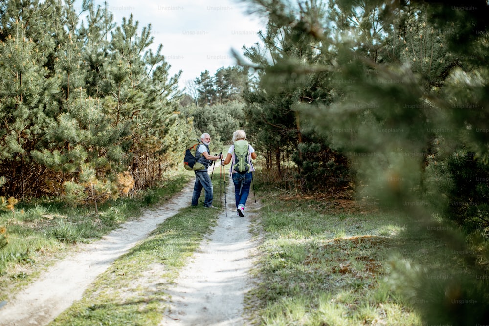 Seniorenpaar wandert mit Rucksäcken unterwegs im jungen Kiefernwald, Rückansicht