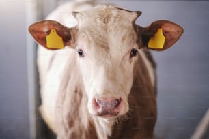 Gros plan d’un veau curieux mignon avec des étiquettes sur les oreilles regardant la caméra. Byre intérieur.