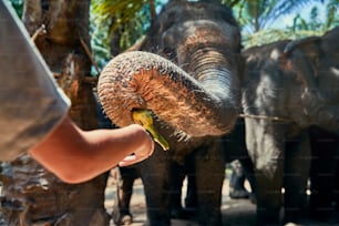 Little boy feeding a banana to a group of Asian elephants at an animal sanctuary in Thailand