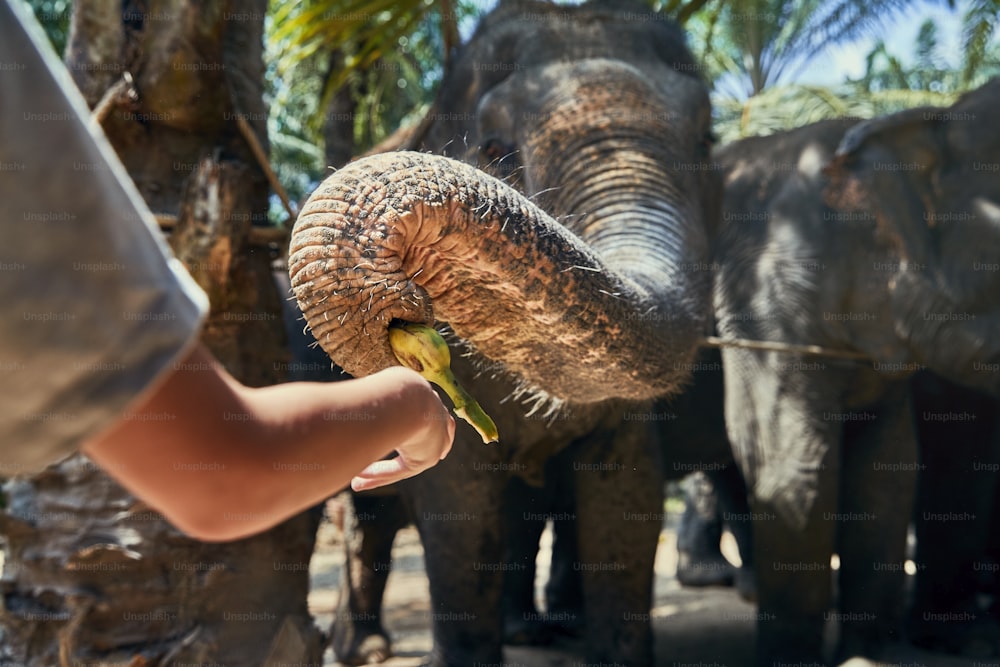 Kleiner Junge füttert eine Banane an eine Gruppe asiatischer Elefanten in einem Tierheim in Thailand