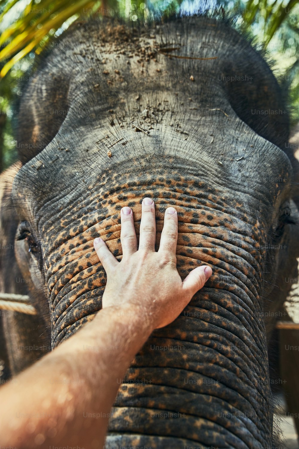 Closeup of a man stroking the trunk of an Asian elephant at an animal sanctuary in Thailand