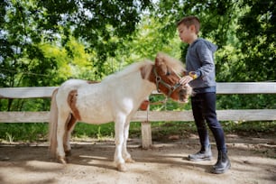 Full length of Caucasian boy grooming adorable white and brown pony horse. Sunny day on ranch concept.