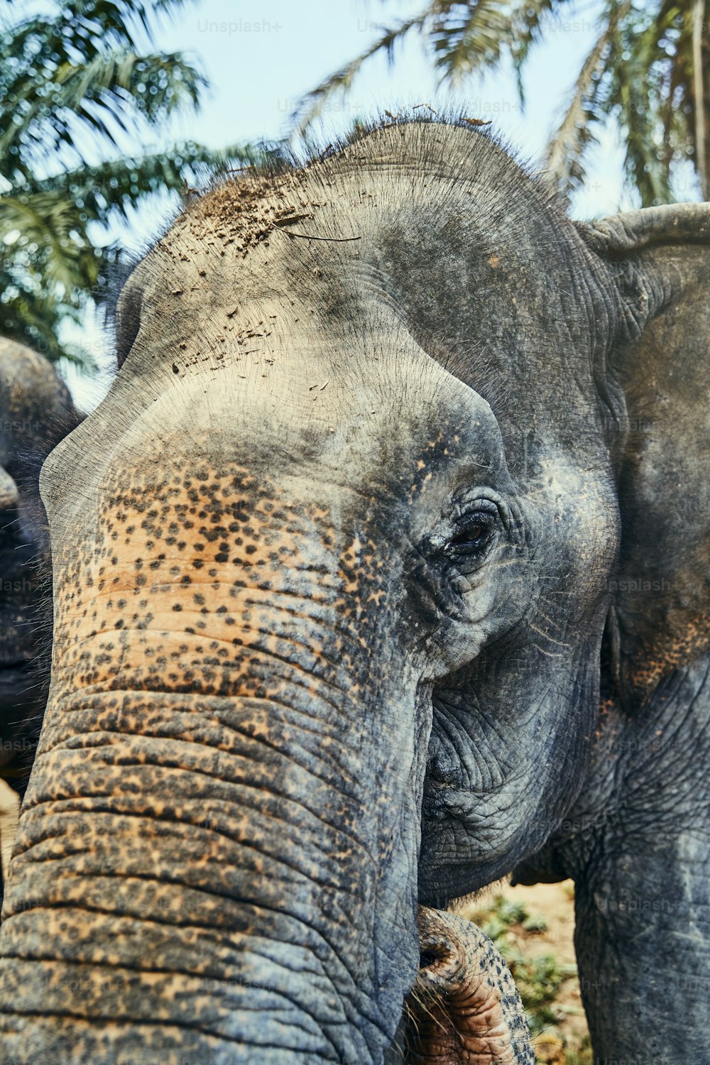 Closeup of the head and trunk of a large Asian elephant at an animal sanctuary in Thailand