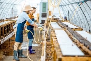 カタツムリを育てるために農場の温室で働いている男女、水鉄砲で棚を洗う。食べるためのカタツムリの栽培コンセプト