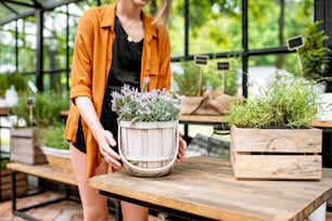 Woman with beautiful lavender in the flower pot, taking care of plants in the greenhouse. Close-up view with no face