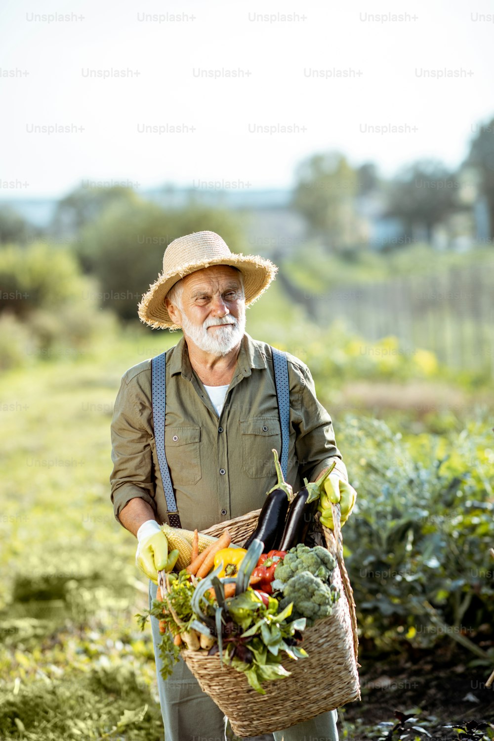 Porträt eines gut gekleideten Agronomen mit einem Korb voller frisch gepflücktem Gemüse im Garten im Freien. Konzept des Anbaus von Bio-Produkten und des aktiven Ruhestands