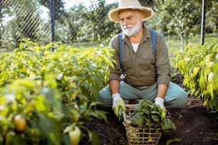 Senior well-dressed man picking up fresh peppers on an organic garden during the sunset. Concept of growing organic products and active retirement