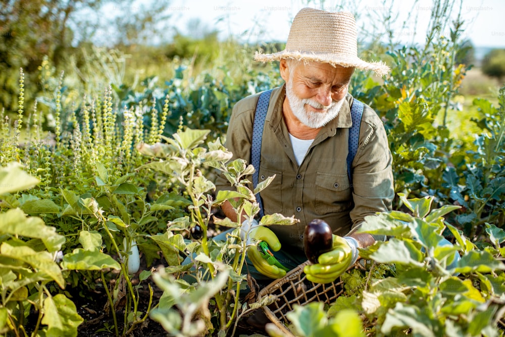 Senior well-dressed man picking up fresh vegetable harvest on an organic garden, collecting eggplants. Concept of growing organic products and active retirement