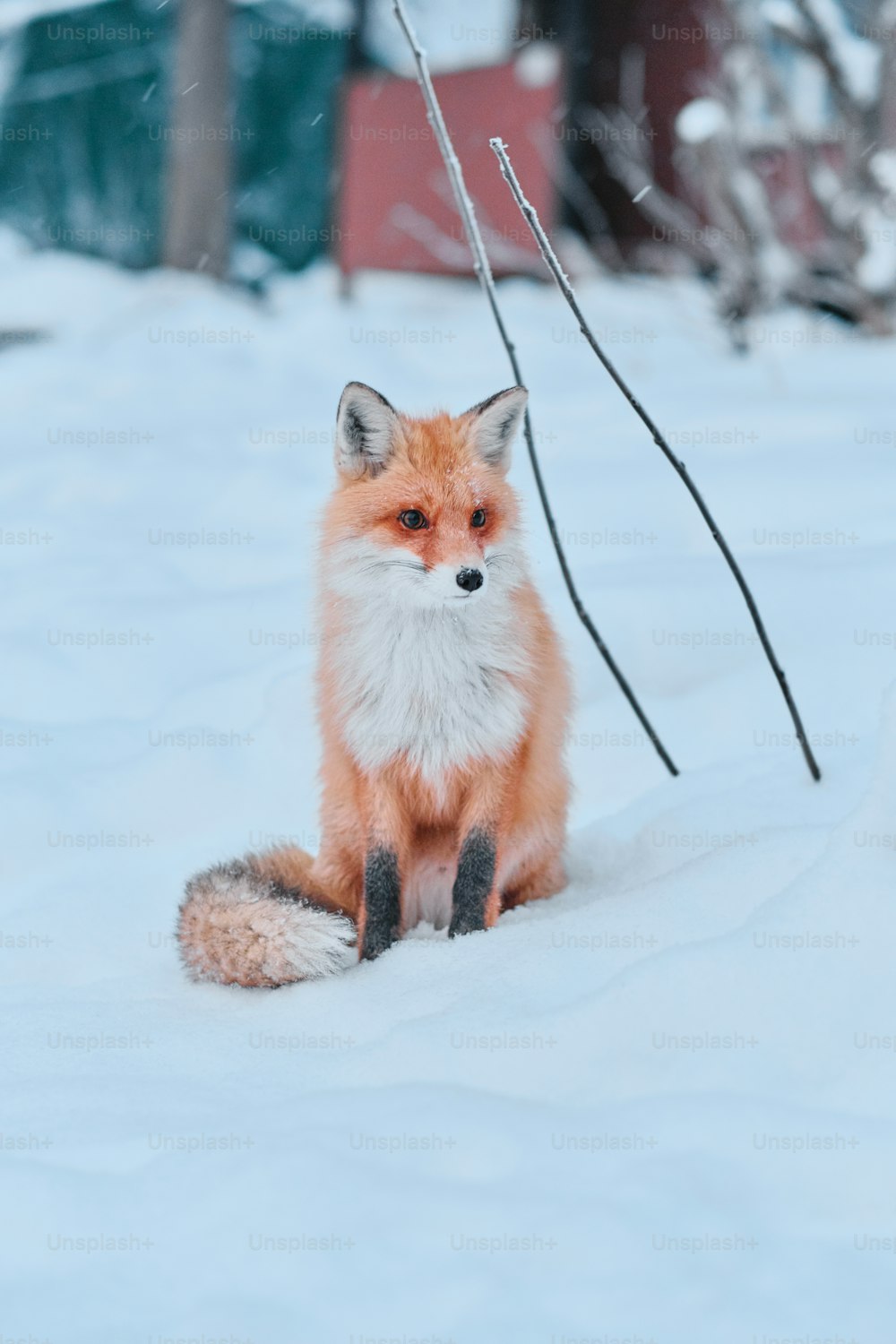 Renard roux pleine longueur assis avec la queue enroulée autour des pattes dans la neige en réserve, en hiver