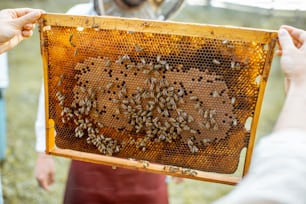 Beekeeper working on the apiary, getting honeycomb frames from the wooden beehive, close-up view