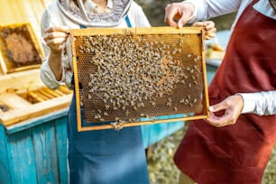 Beekeepers working on the apiary, getting honeycomb frames from the wooden beehives, close-up view