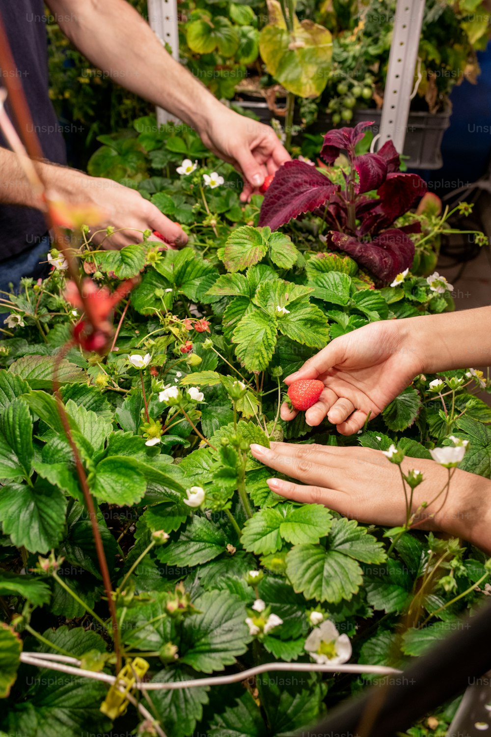 Mains de deux jeunes agriculteurs cueillant des fraises rouges mûres poussant sur des arbustes verts sur un lit de jardin en serre