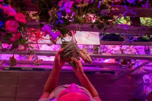 Above view of woman touching wet leaf while pinching plants in hothouse with LED illumination