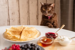 Cute brown cat looking at appetizing homemade pancakes on plate with fresh berries, jam, honey and sourcream on table
