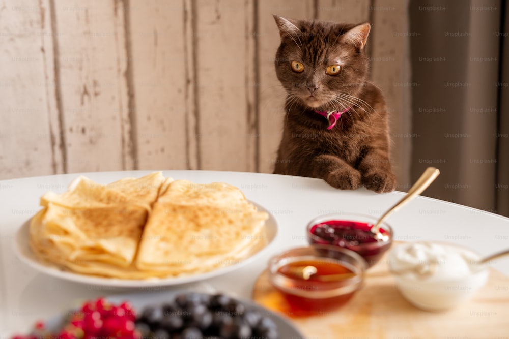 Cute brown cat looking at appetizing homemade pancakes on plate with fresh berries, jam, honey and sourcream on table
