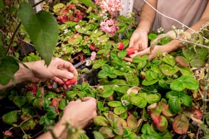 Gros plan de travailleurs méconnaissables récoltant des fraises sélectionnées dans une serre à petits fruits