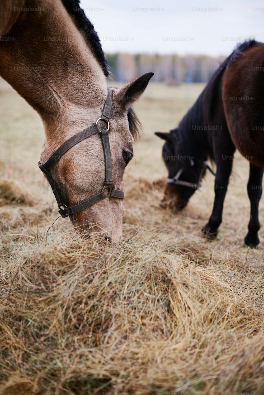 Vertical shot of two beautiful domestic horses eating dry grass fodder in field
