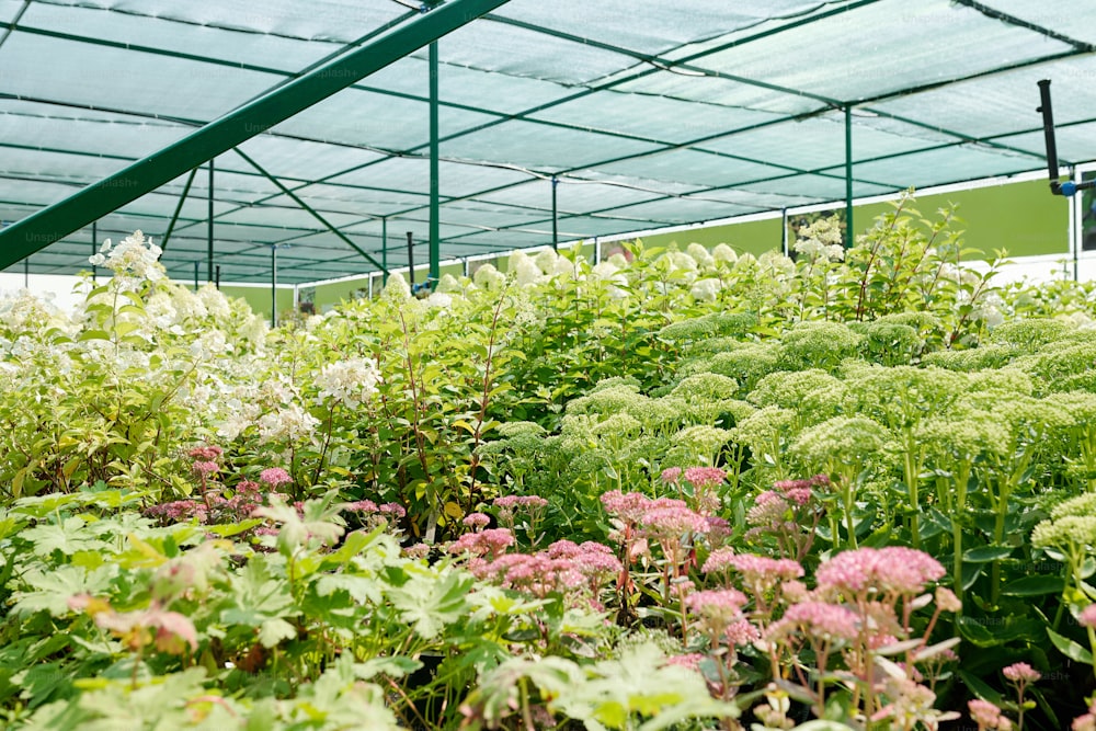 Variety of flowers and green plants of many sorts and colors growing together inside large contemporary hothouse with nobody around