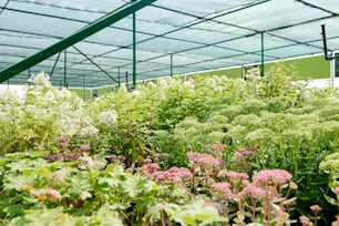 Variety of flowers and green plants of many sorts and colors growing together inside large contemporary hothouse with nobody around