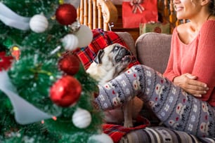 대체 커플 성인 여성과 재미있는 개 퍼그가 함께 크리스마스 트리 근처의 소파에서 즐거운 시간을 보내는 재미있는 휴일 크리스마스 시간 - 집에서 동물과 겨울 가정 생활 방식