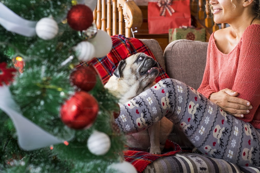 Funny holiday christmas time with alternative couple adult woman and funny dog pug together having fun on the sofa near the christmas tree - winter home lifestyle with animals at home