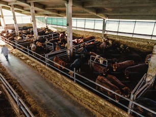 Aerial view of herd of bulls in barn.