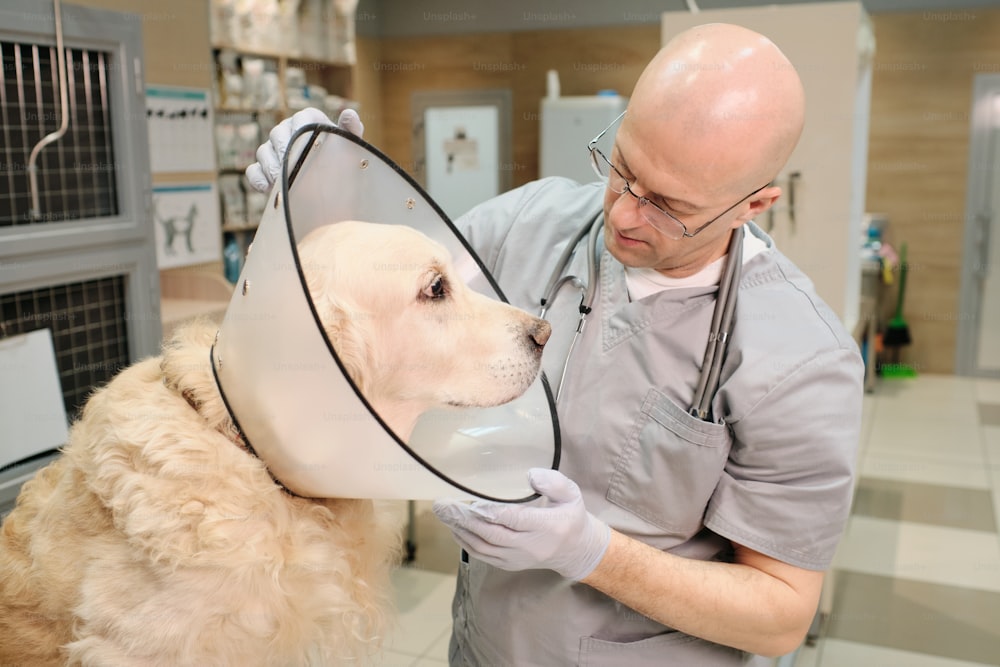 Mature doctor in uniform examining the dog during medical procedure at vet clinic