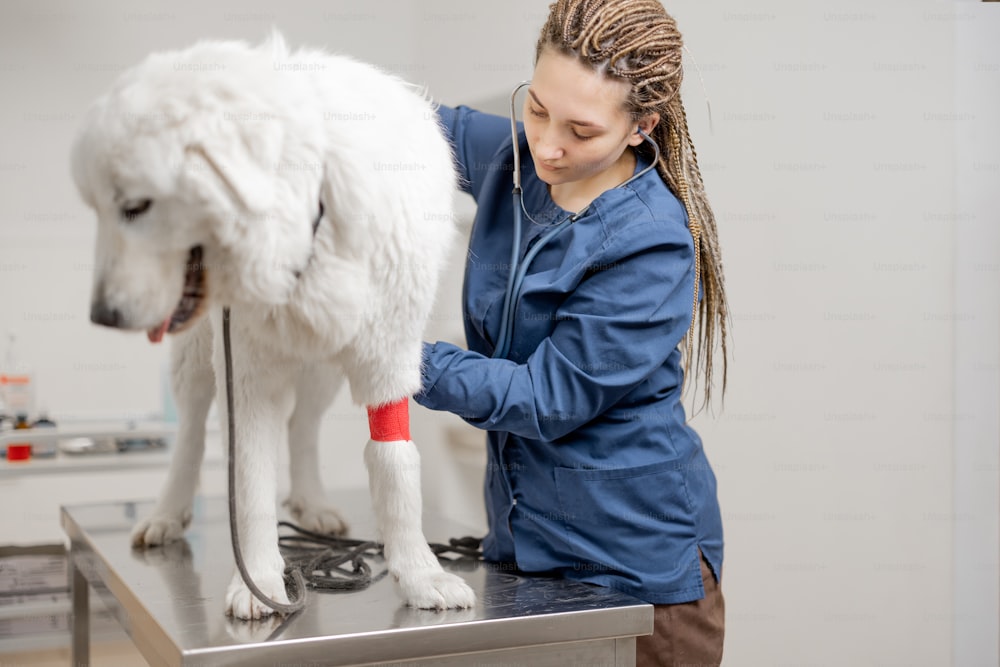 Tierarzt untersucht kranker großer weißer Hund mit Stethoskop in Tierklinik, während Haustier am Untersuchungstisch steht. Untersuchung des Tieres.