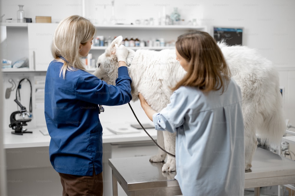 Weißer Hund steht am Untersuchungstisch in der Tierklinik mit Ärztin und Besitzer macht eine Inspektion der Ohren. Haustierpflege und Check-up. Besuch beim Tierarzt.