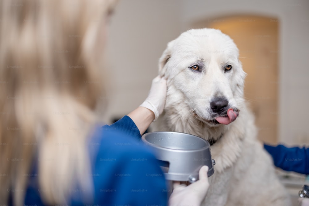 Cute dog licks after drinking water. Veterinarian gives a water in dog's plate to patient sitting at examination table at vet clinic before the examinations and procedure. Pet lovers and pet care.