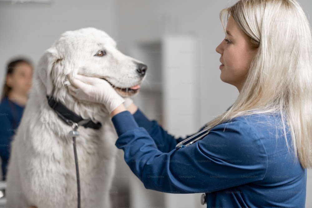 Die Ärztin inspiziert das Haustier, während sie die Schnauze des Hundes mit den Händen hält. Haustierpflege und Check-up. Besuch beim Tierarzt.