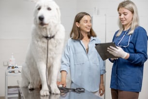 Veterinarian and owner speaking about examination and procedure of big white fluffy dog sitting on vet table . Pet care and visit a doctor. Focus on people.