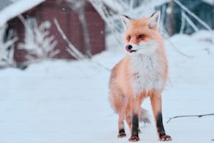 Beautiful wild red fox living in winter reservation