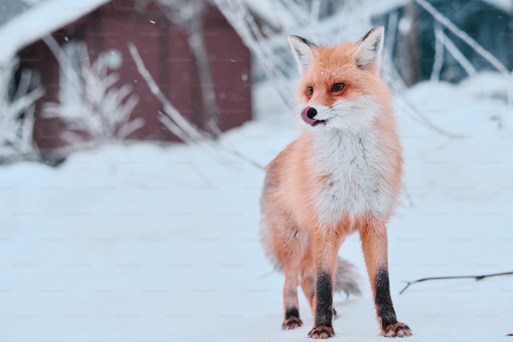 Bela raposa vermelha selvagem que vive na reserva de inverno