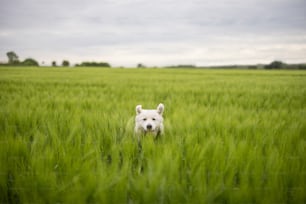Funny big white sheepdog with raised ears run and jump on green rye field. Pet guards the field with harvest.