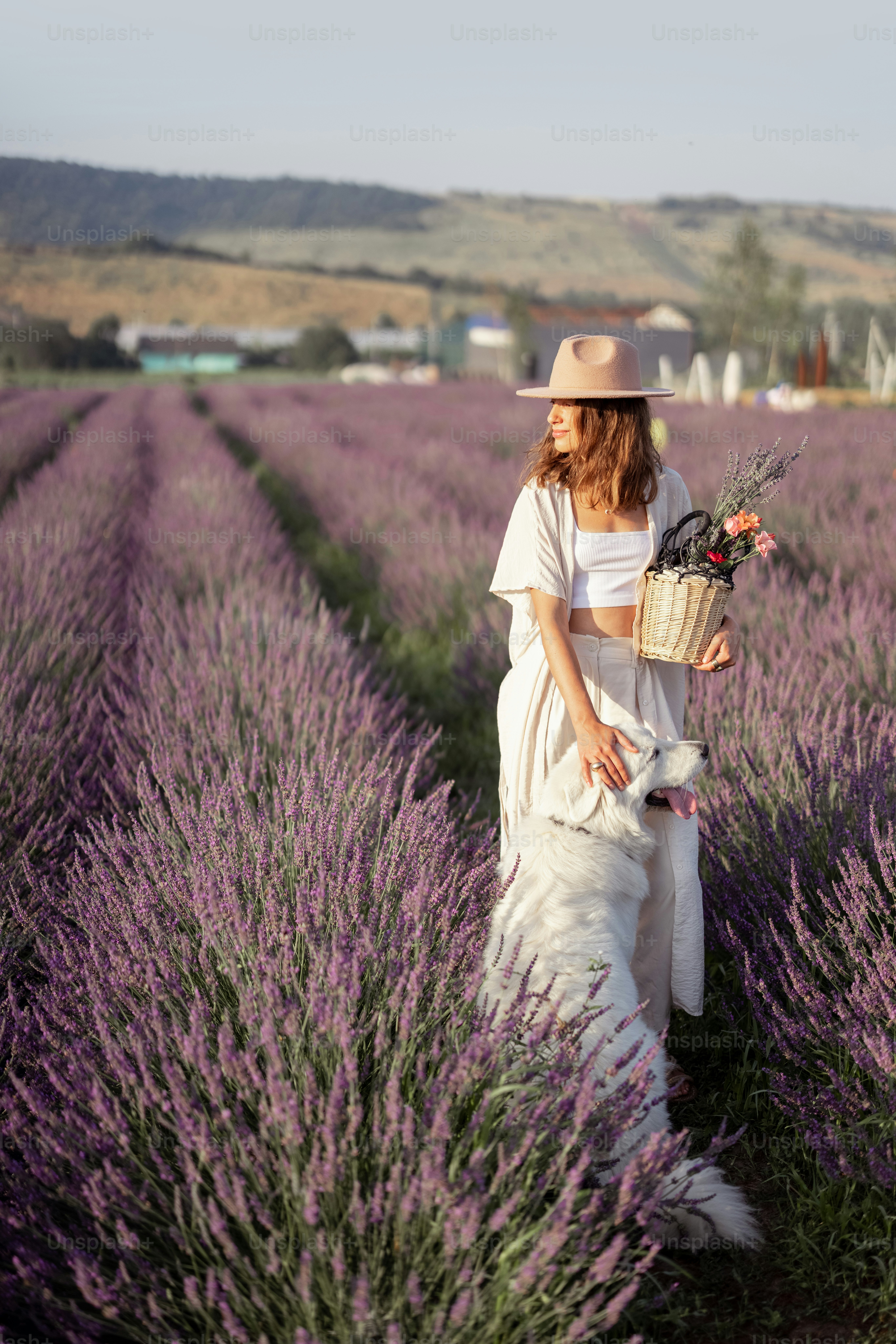 Woman staying on blooming lavender field with white big dog and enjoying the beauty of nature. Spending time together with pet. Beautiful destination in summer.