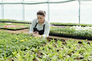 Experienced farmer with smartphone photographing flower seedlings while standing inside greenhouse