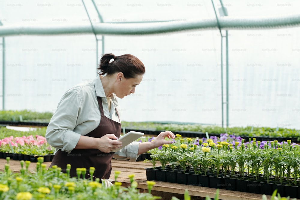 Mature woman with tablet looking at one of flower seedlings while working in large greenhouse