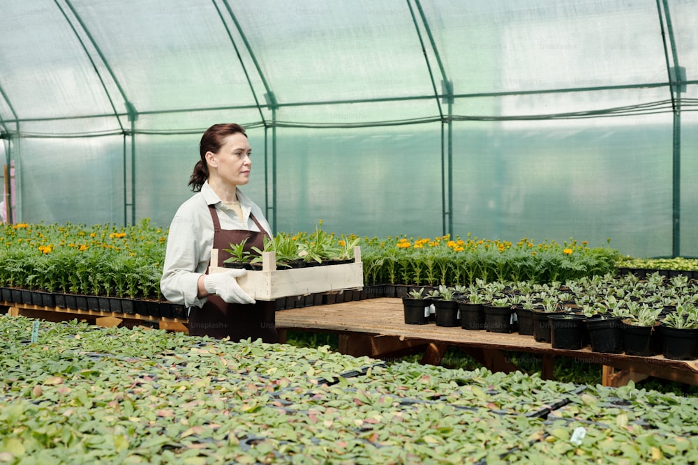 Jardinero maduro que lleva una caja con plántulas verdes mientras se mueve a lo largo de un invernadero grande