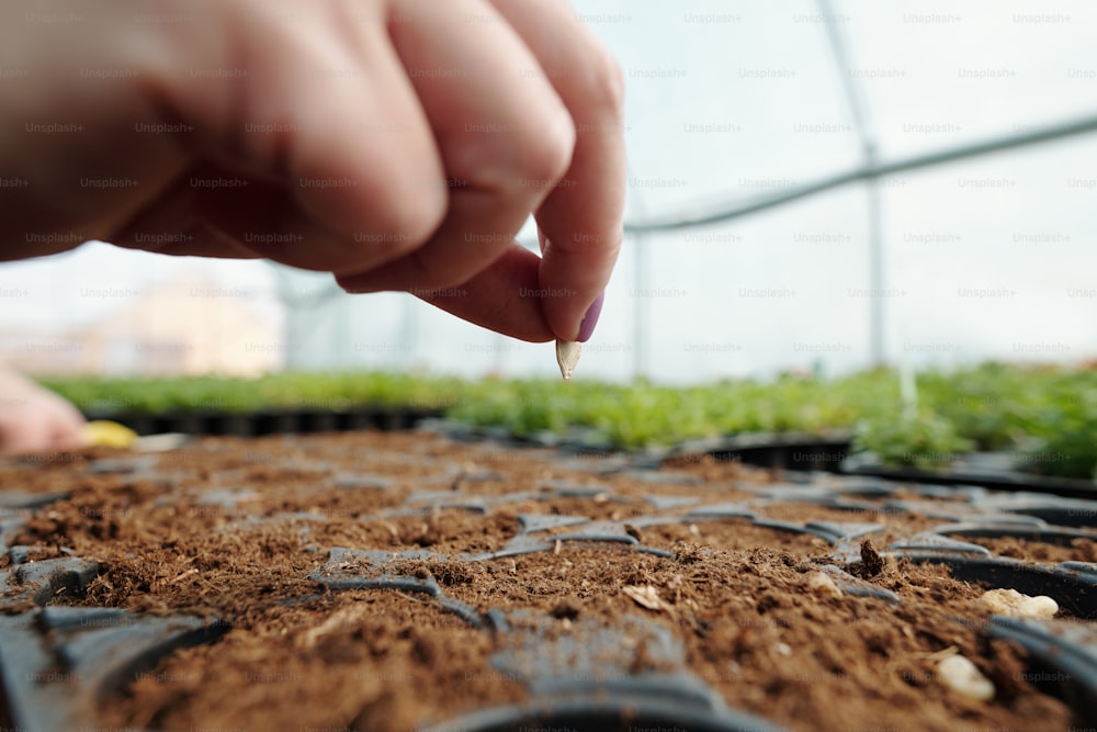 Mão da agricultora fêmea segurando a semente de abóbora sobre um dos vasos com solo fértil