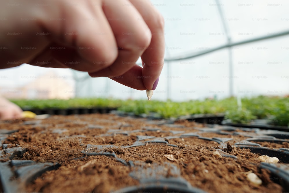 Hand of female farmer holding pumpkin seed over one of pots with fertile soil