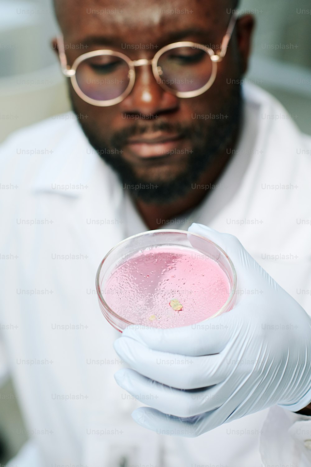 手袋、眼鏡、白衣を着た若い真面目な黒人男性が、実験室でピンク色の物質で増殖したバクテリアとシャーレを保持しています