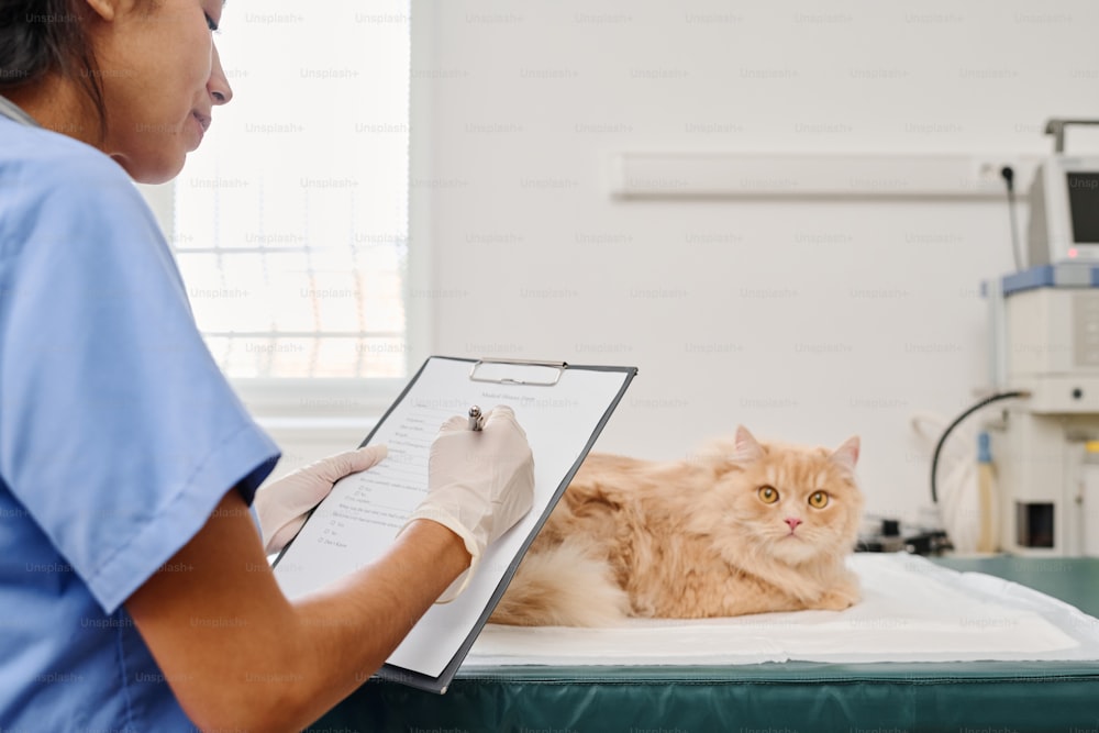 Hispanische Frau, die in einer Tierklinik arbeitet und vor einer Katze steht, die das Klemmbrett hält und das medizinische Formular ausfüllt