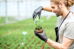 Worker cutting with scissors tops of plants for better growing in the greenhouse of plant production