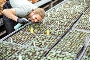 Worker taking care of plants sprinkling with water on the small seedlings in the greenhouse of the plant production